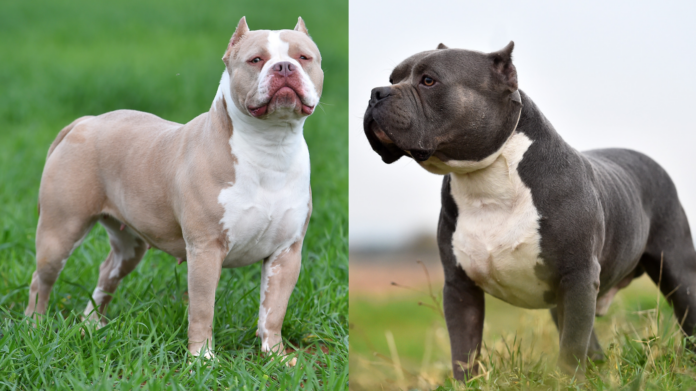 XL Bully Insurance: Protecting Yourself and Your Dog Amid Changing UK Regulations